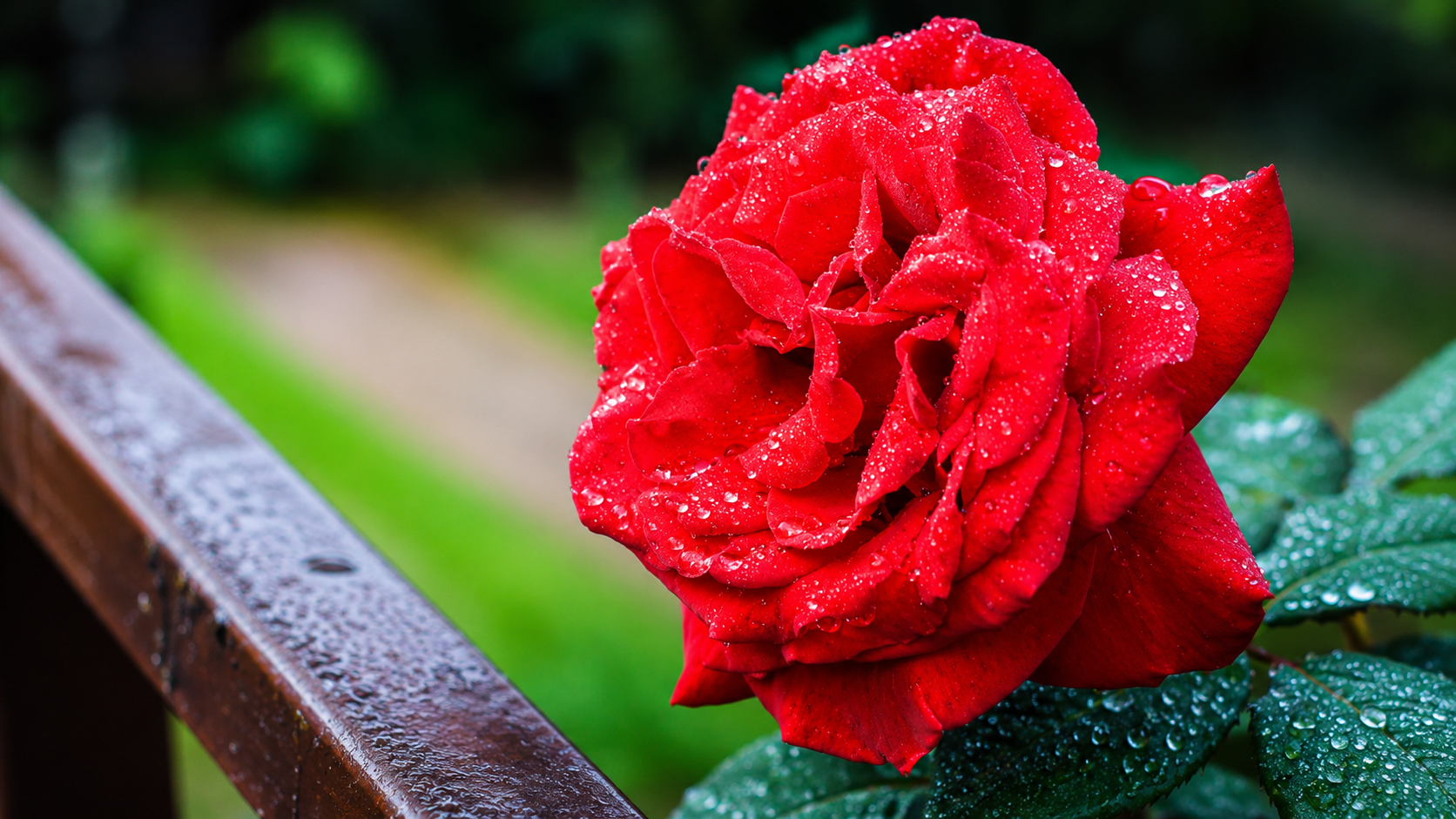 Dew-Kissed Red Rose in Bloom